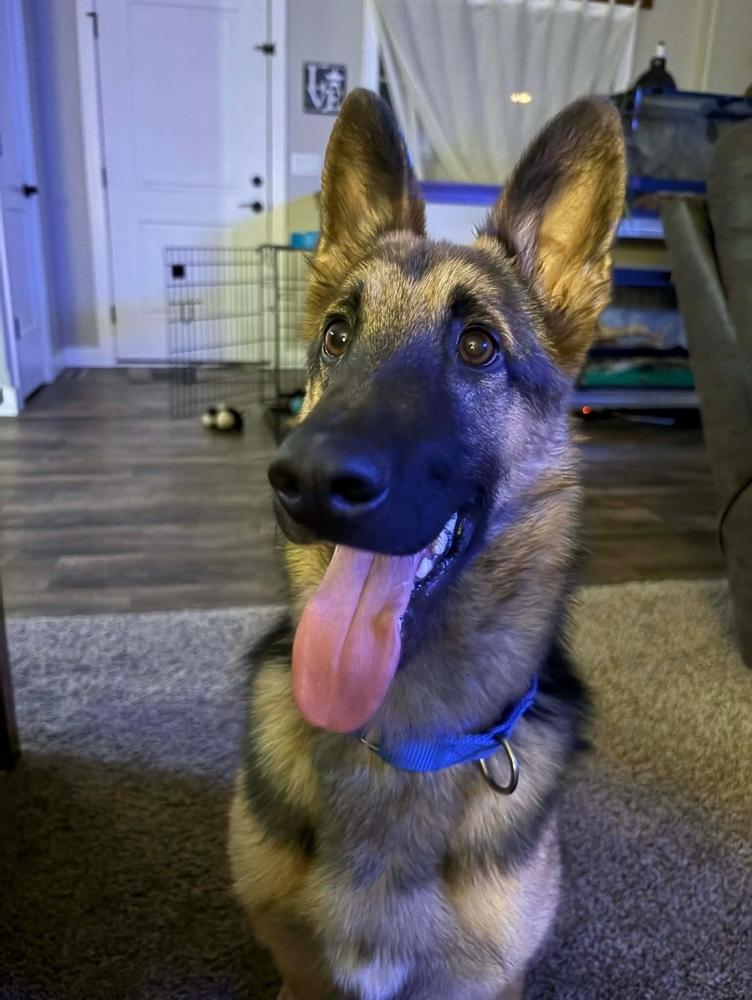 Topaz, a Adoptable mixed breed in Fredonia, WI image 2/3