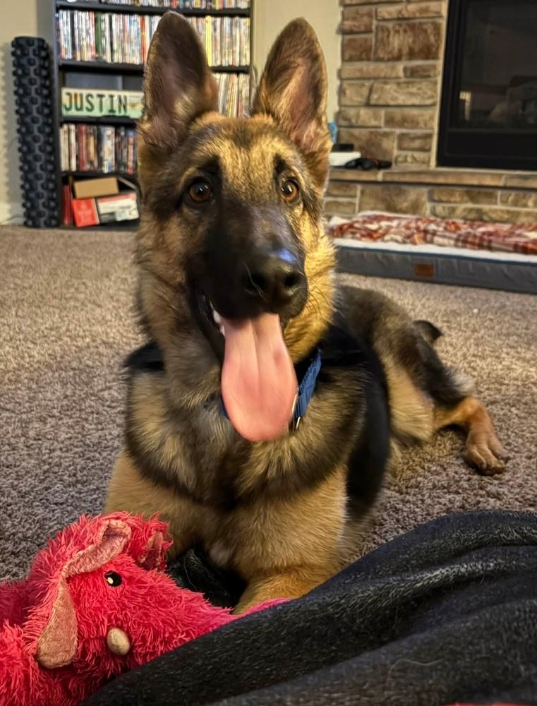 Topaz, a Adoptable mixed breed in Fredonia, WI image 3/3