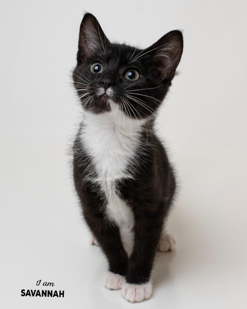 Savannah, Adoptable, Kitten Female Domestic Short Hair.