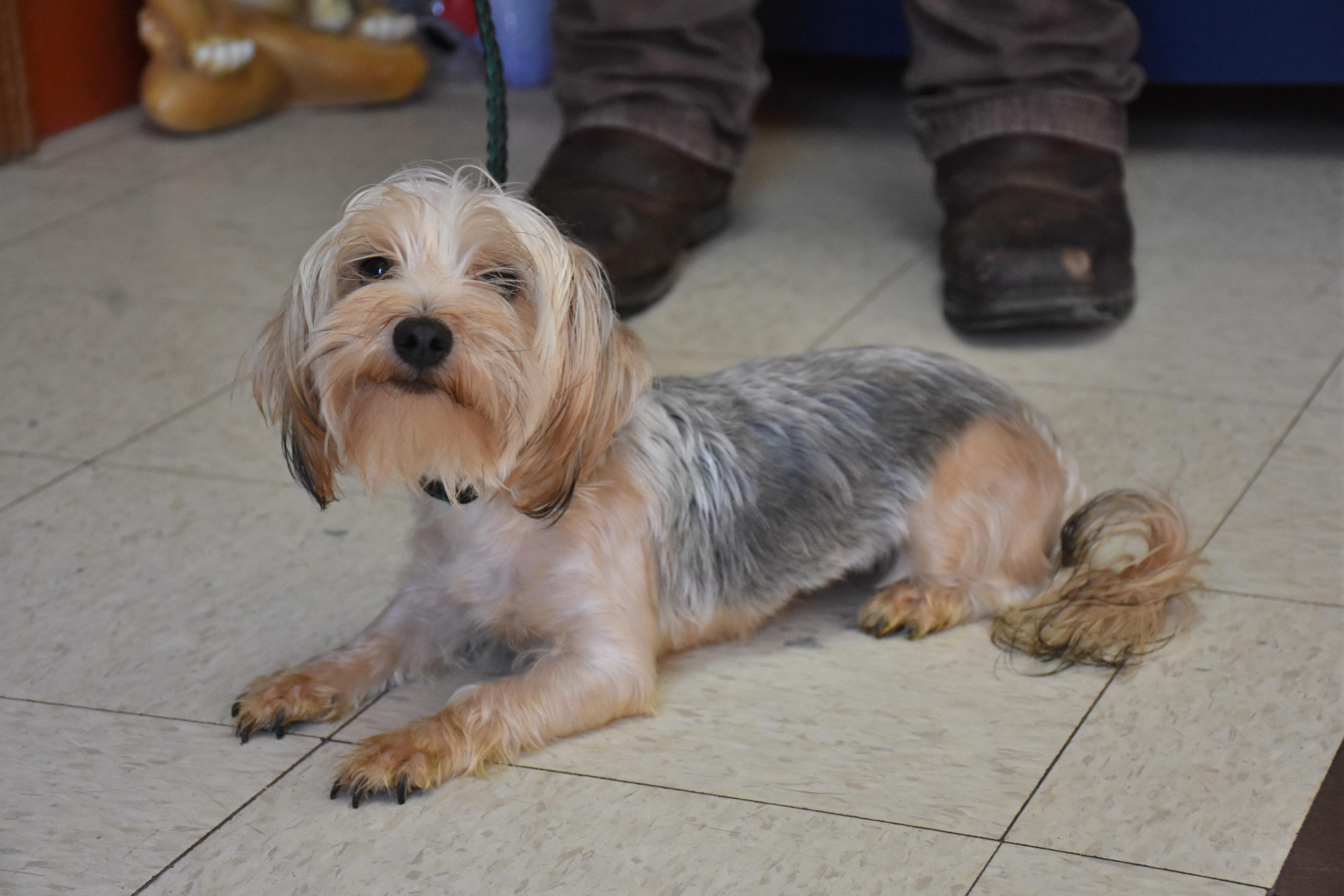 Sara, ADOPTABLE, Young Female Yorkshire Terrier.