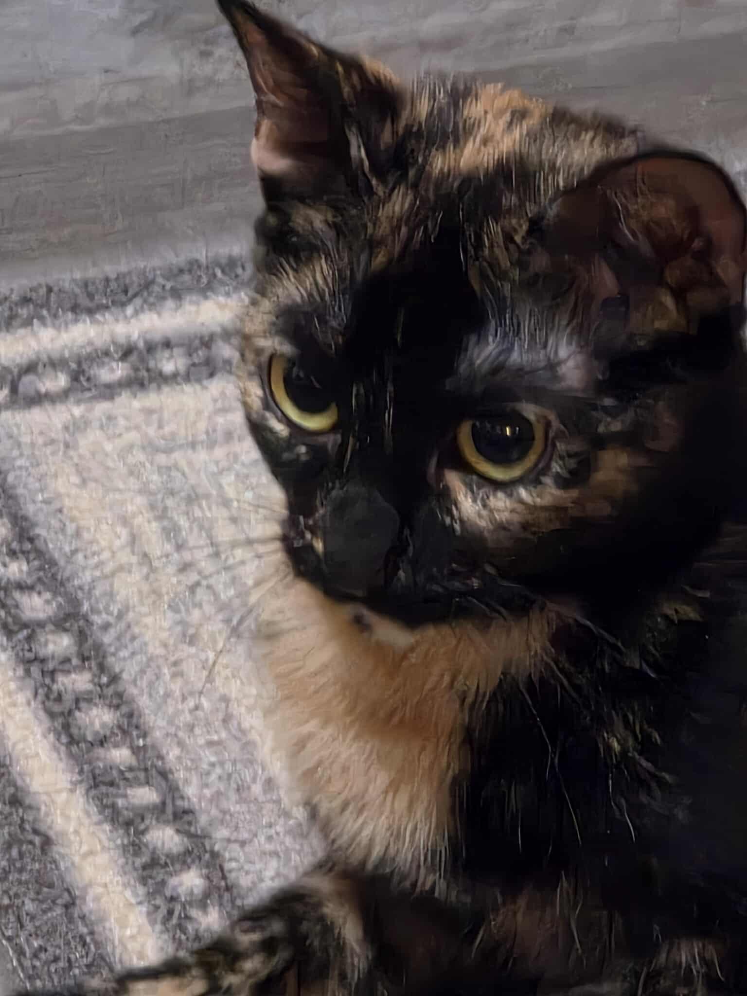 Marigold, a Adoptable Tortoiseshell in Norwich, CT image 3/4