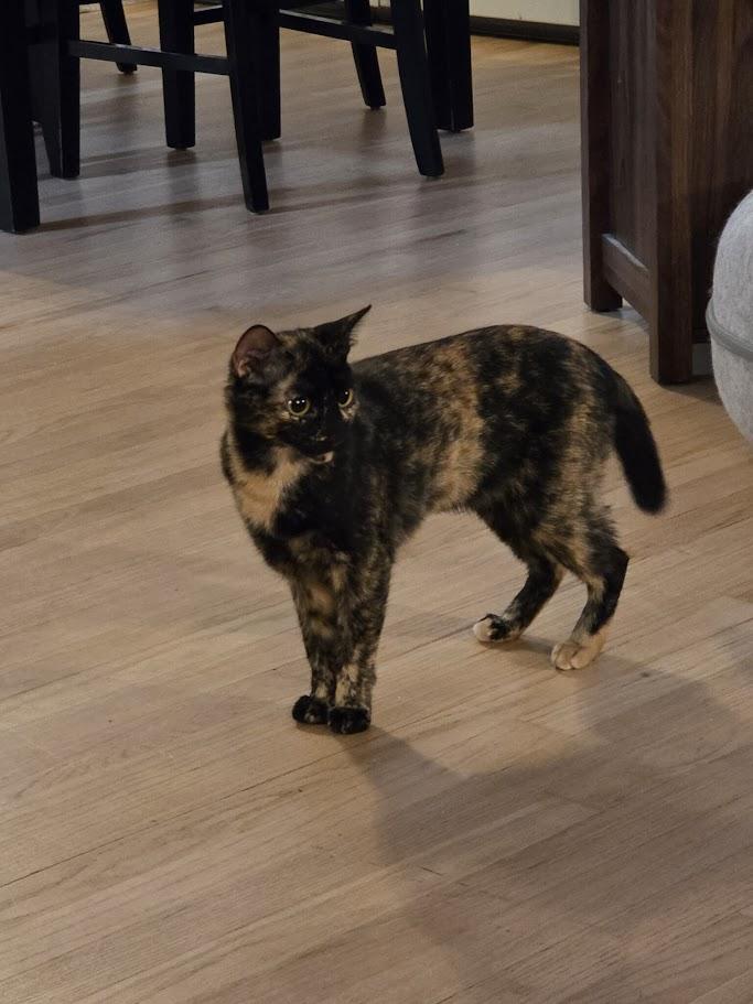 Marigold, a Adoptable Tortoiseshell in Norwich, CT image 4/4