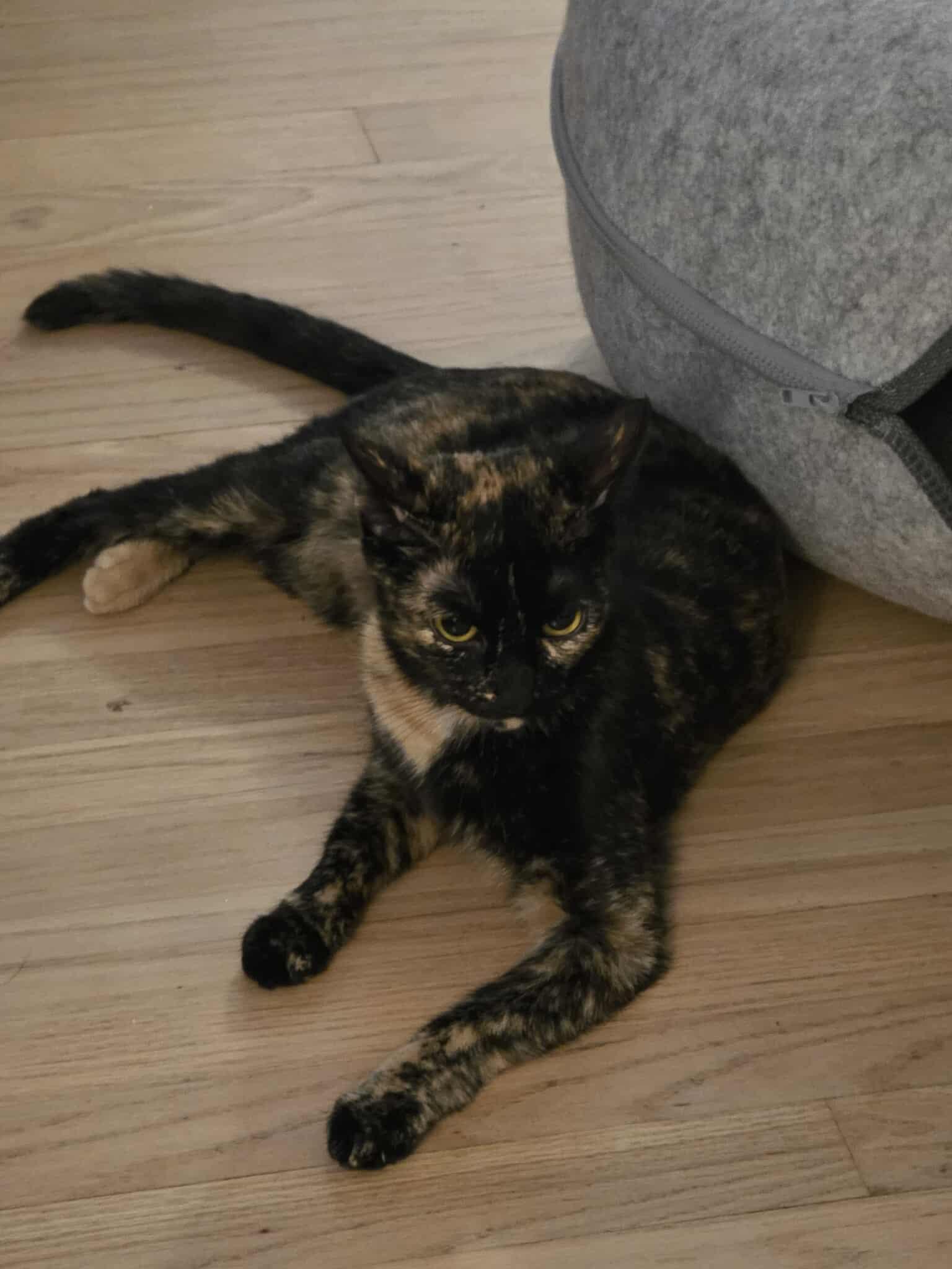 Marigold, a Adoptable Tortoiseshell in Norwich, CT image 2/4