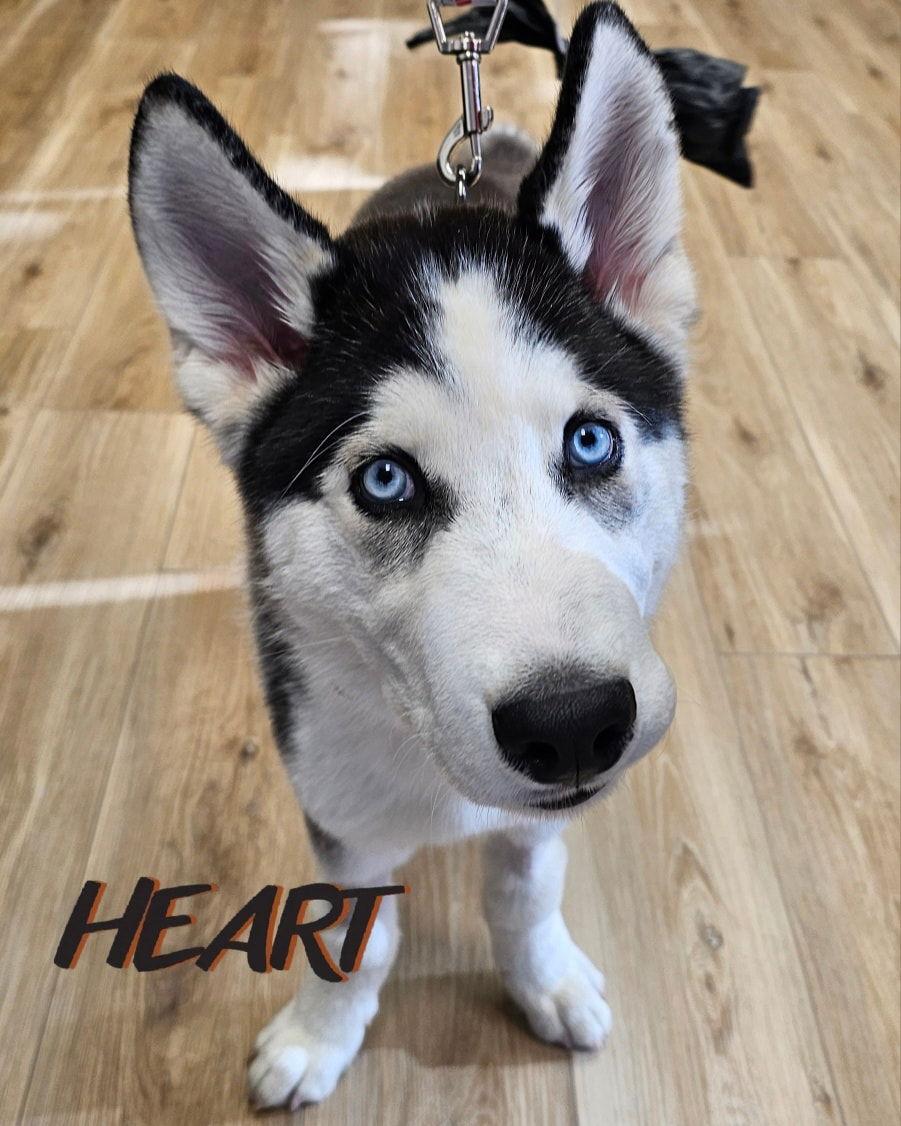 Kaden - ON HOLD - NO MORE APPLICATIONS, Adoptable, Puppy Male Siberian Husky.