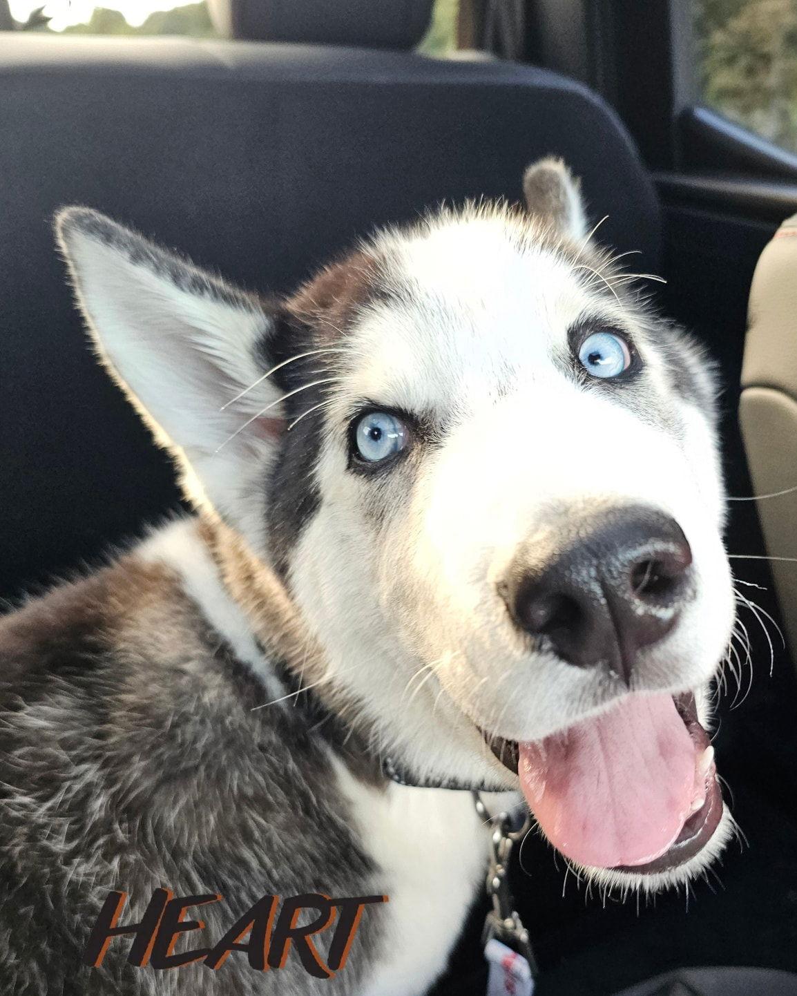 Kaden - ON HOLD - NO MORE APPLICATIONS, a Adoptable Siberian Husky in Millersville, MD image 2/3