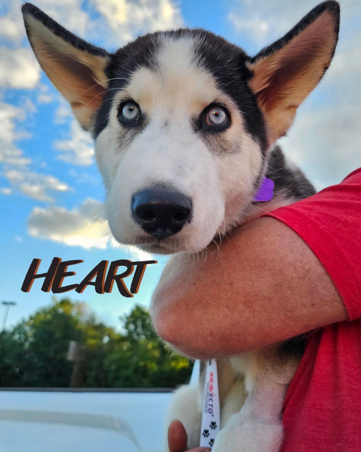 Kaden - ON HOLD - NO MORE APPLICATIONS, a Adoptable Siberian Husky in Millersville, MD image 3/3