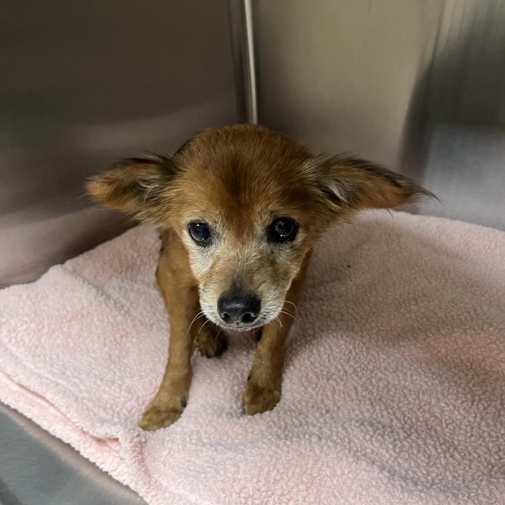 Corbin — thumbnail 3