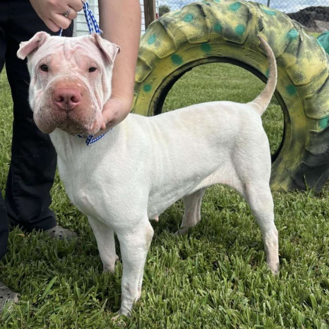 Enlarge ATHENA THE BEAUTIFUL, a Adoptable Shar-Pei in Fort Myers, FL image 2/6