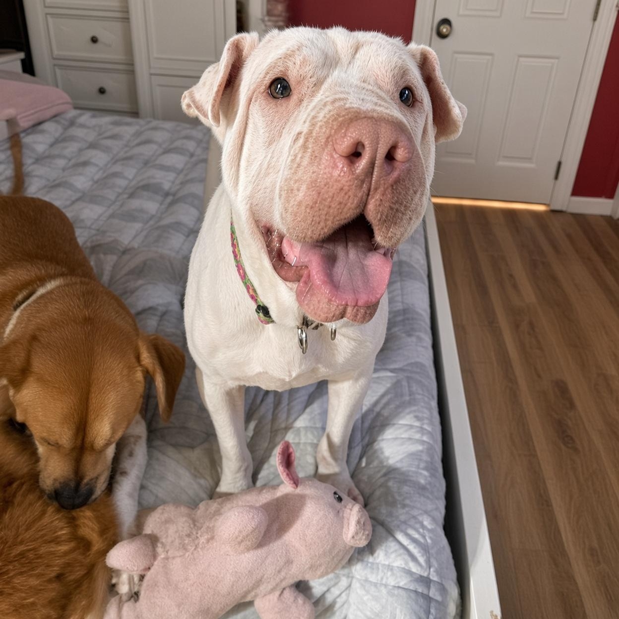 Enlarge ATHENA THE BEAUTIFUL, a Adoptable Shar-Pei in Fort Myers, FL image 4/6