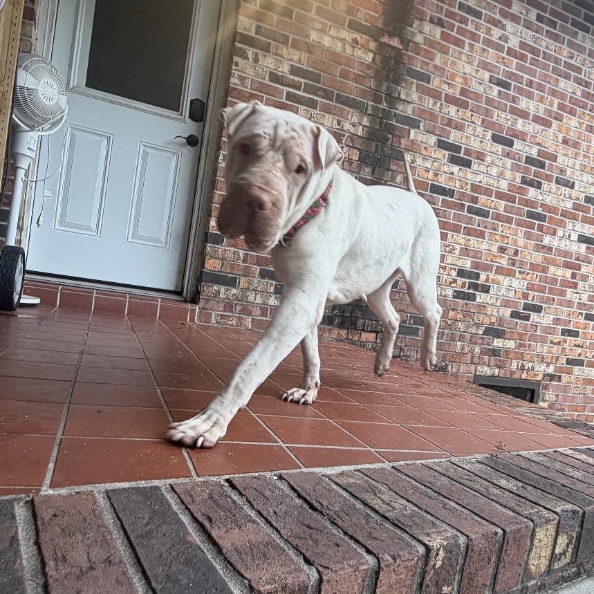 Enlarge ATHENA THE BEAUTIFUL, a Adoptable Shar-Pei in Fort Myers, FL image 5/6