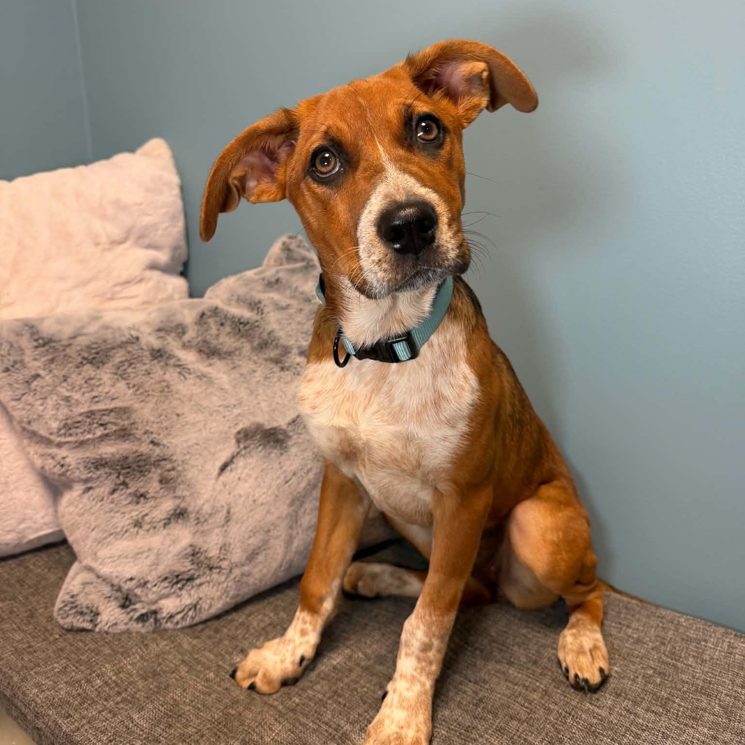 Enlarge Maisie, a Adoptable mixed breed in Cumberland, RI image 6/6