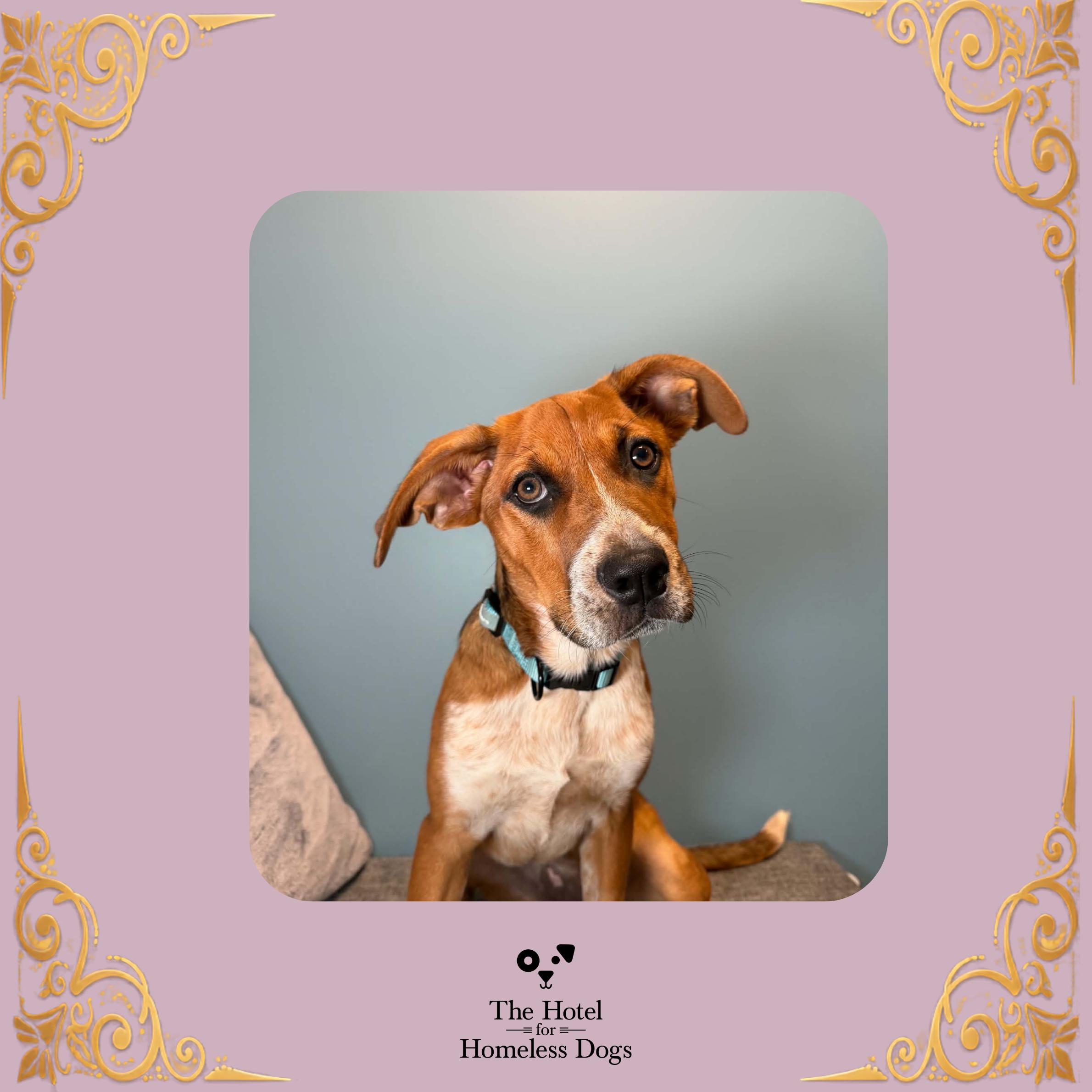 Enlarge Maisie, a Adoptable mixed breed in Cumberland, RI image 1/6