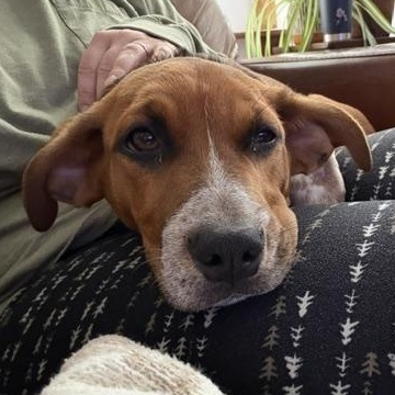 Enlarge Maisie, a Adoptable mixed breed in Cumberland, RI image 2/6