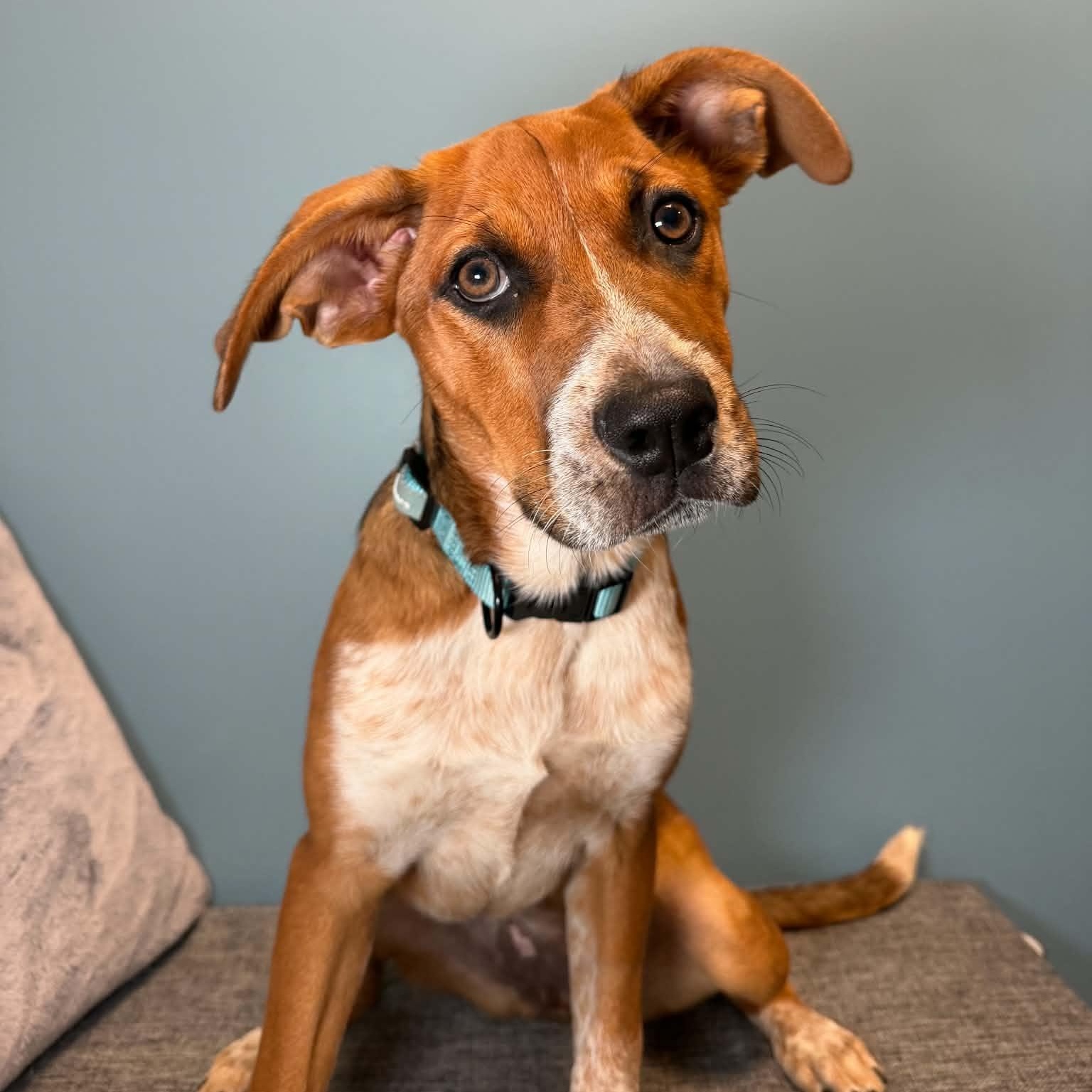 Enlarge Maisie, a Adoptable mixed breed in Cumberland, RI image 5/6