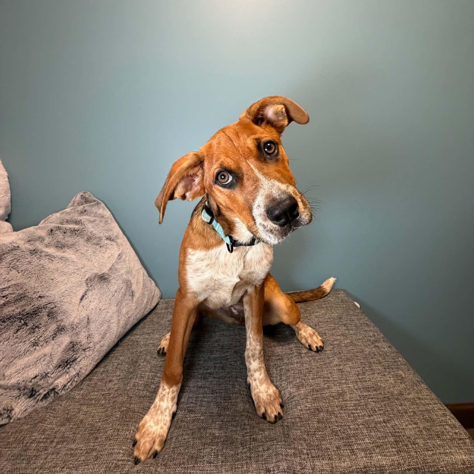 Enlarge Maisie, a Adoptable mixed breed in Cumberland, RI image 3/6