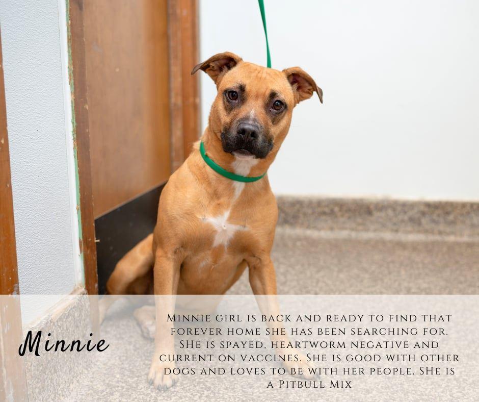 Enlarge Minnie, a ADOPTABLE mixed breed in Junction City, KS image 1/1
