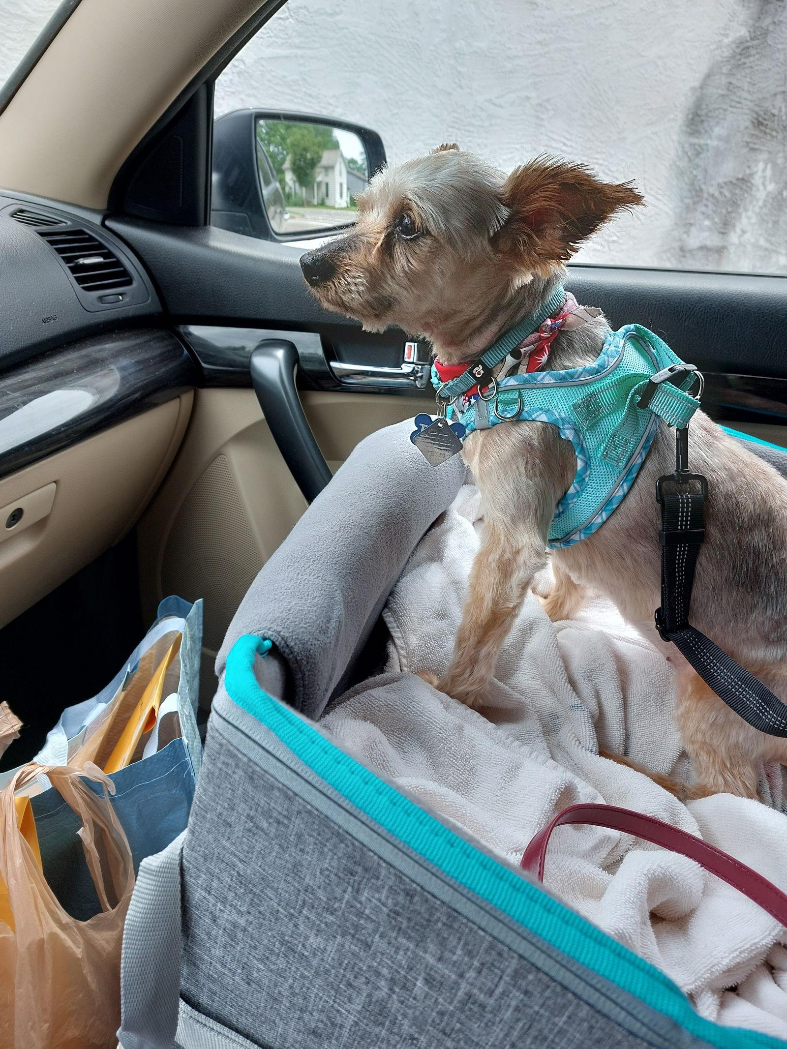 Edith Ann - Fairfield, a Adoptable Yorkshire Terrier in Pataskala, OH image 1/3