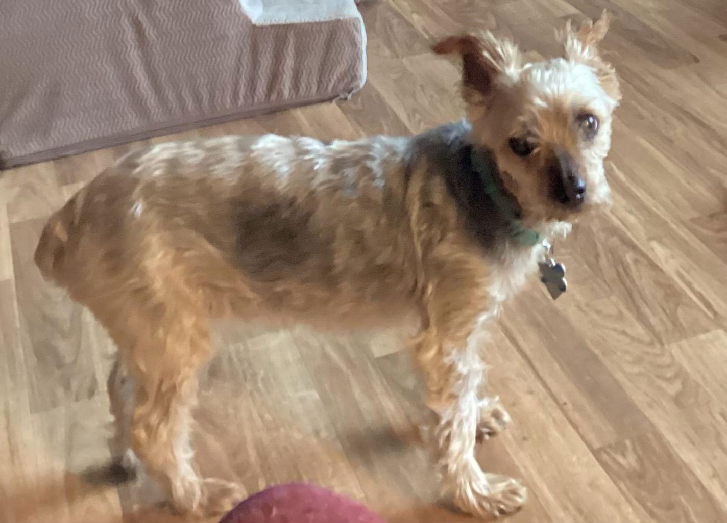 Edith Ann - Fairfield, a Adoptable Yorkshire Terrier in Pataskala, OH image 3/3