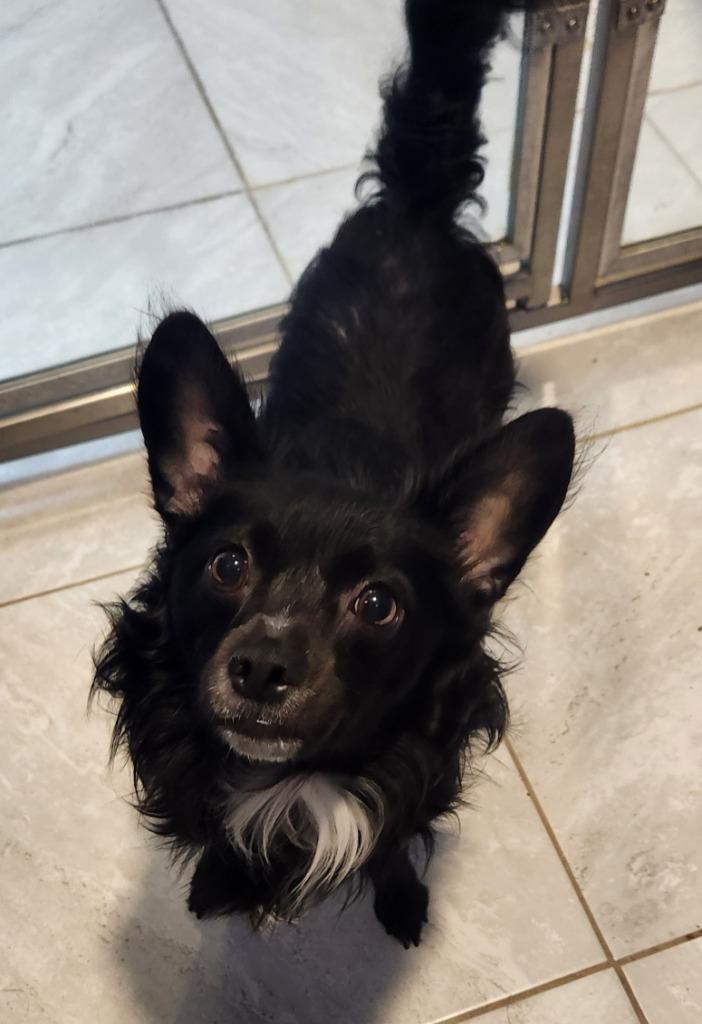 Enlarge Taz, a Adoptable mixed breed in Walnutport, PA image 1/1