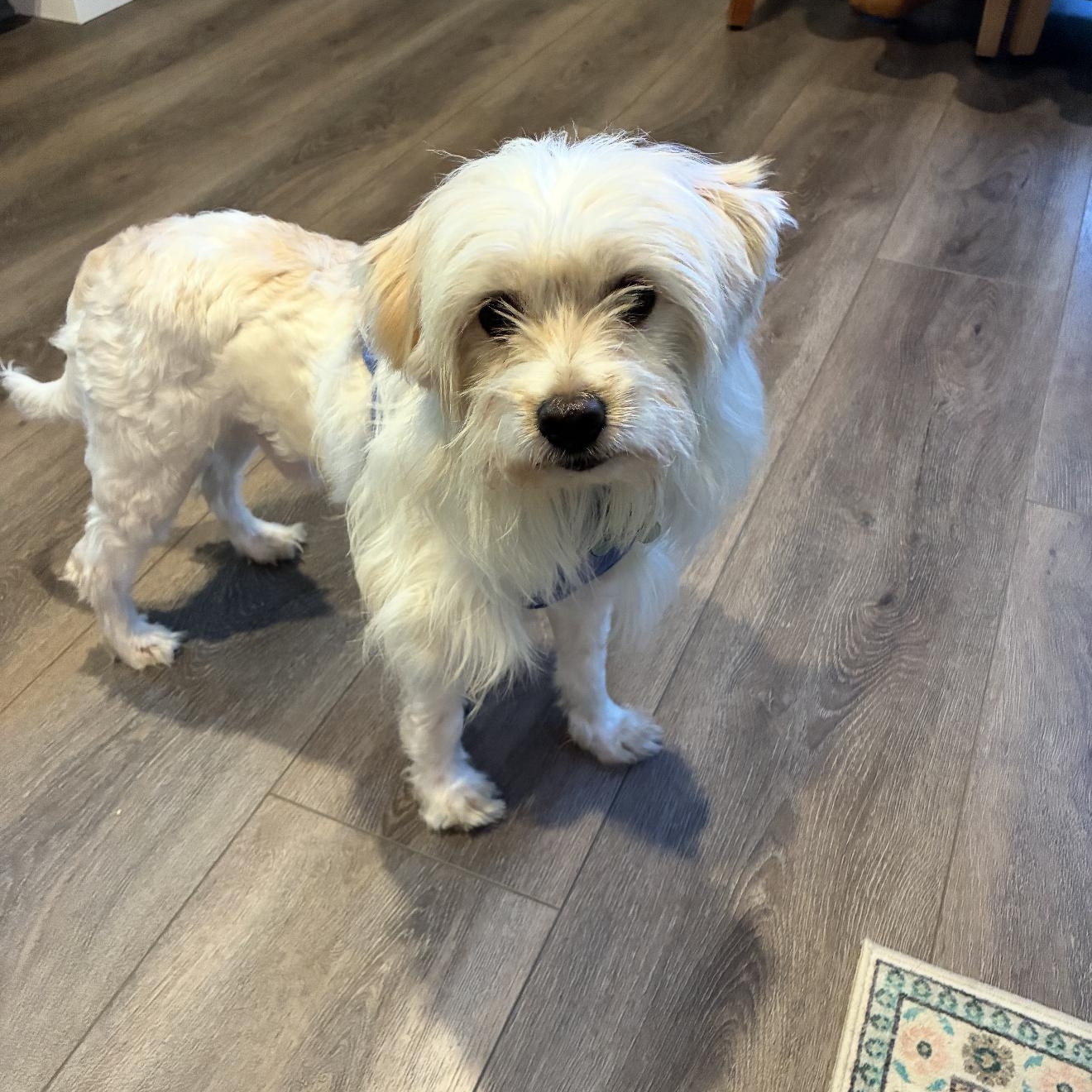 Biscuit- The Sweetheart, Adoptable, Adult Male Maltese & Cocker Spaniel.