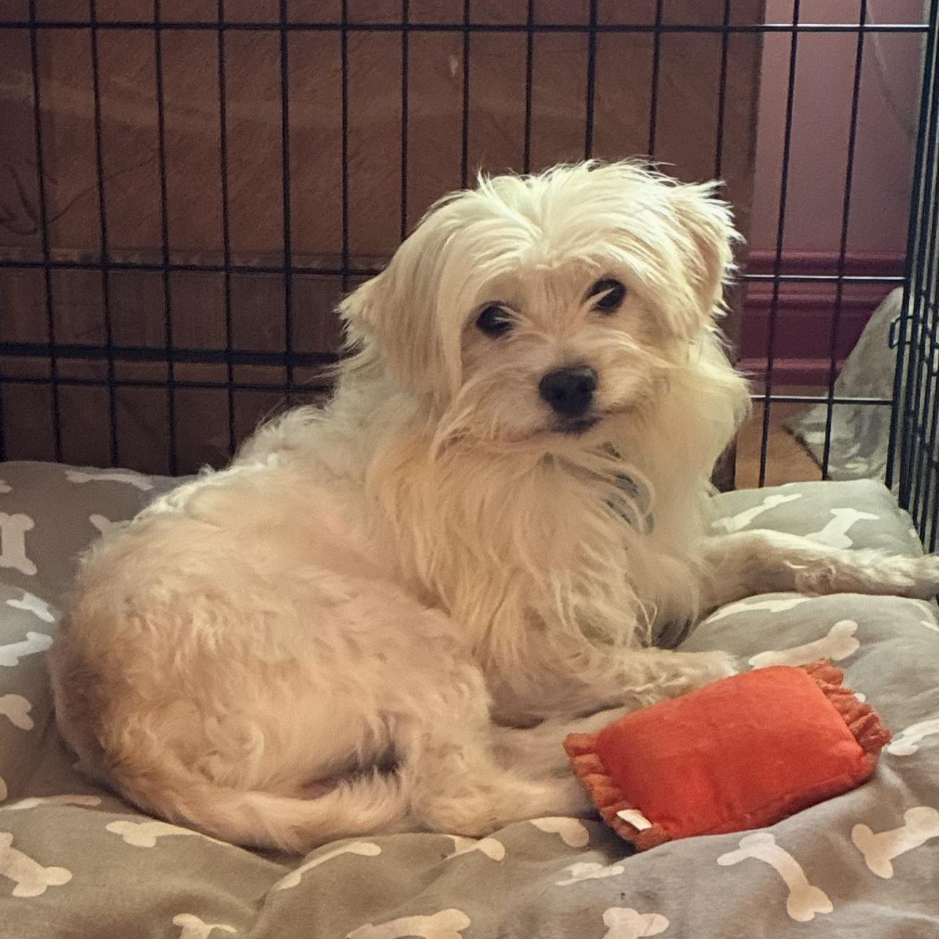 Enlarge Biscuit- The Sweetheart, a Adoptable mixed breed in North Hollywood , CA image 2/4
