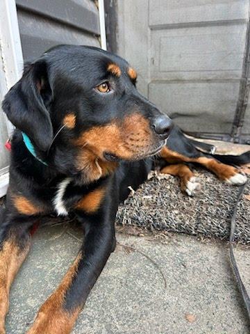 Enlarge Dexter, a ADOPTABLE mixed breed in Oswego, IL image 3/4