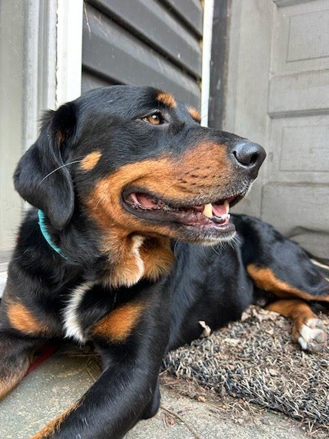Dexter, ADOPTABLE, Adult Male Rottweiler.