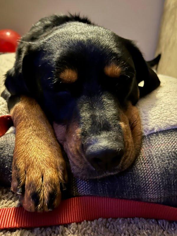 Enlarge Dexter, a ADOPTABLE mixed breed in Oswego, IL image 2/4