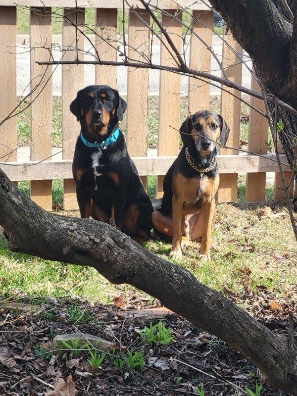Enlarge Dexter, a ADOPTABLE mixed breed in Oswego, IL image 4/4