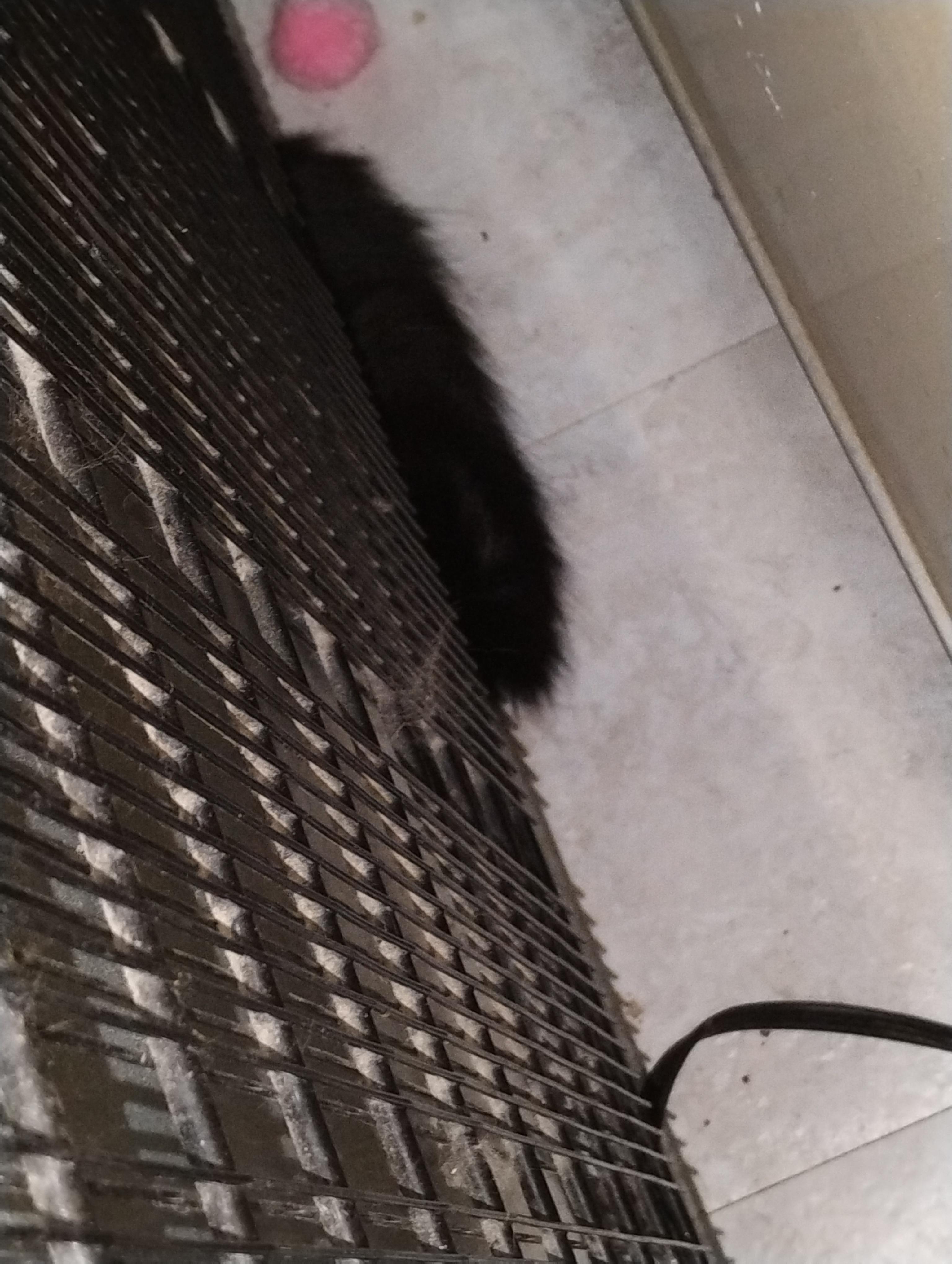 Azalea, ADOPTABLE, Young Female Domestic Long Hair.