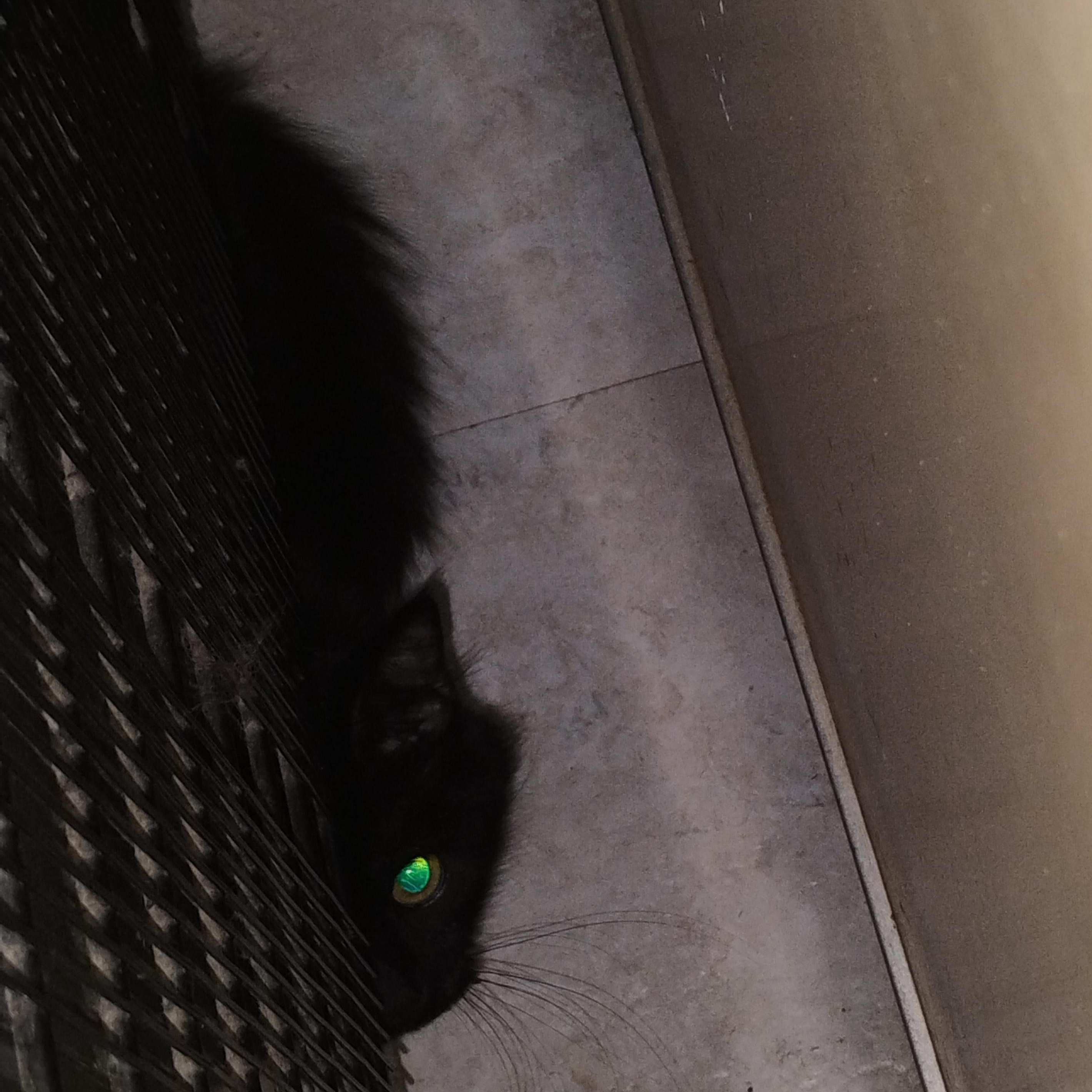 Enlarge Azalea, a ADOPTABLE mixed breed in Rochester, NY image 2/3