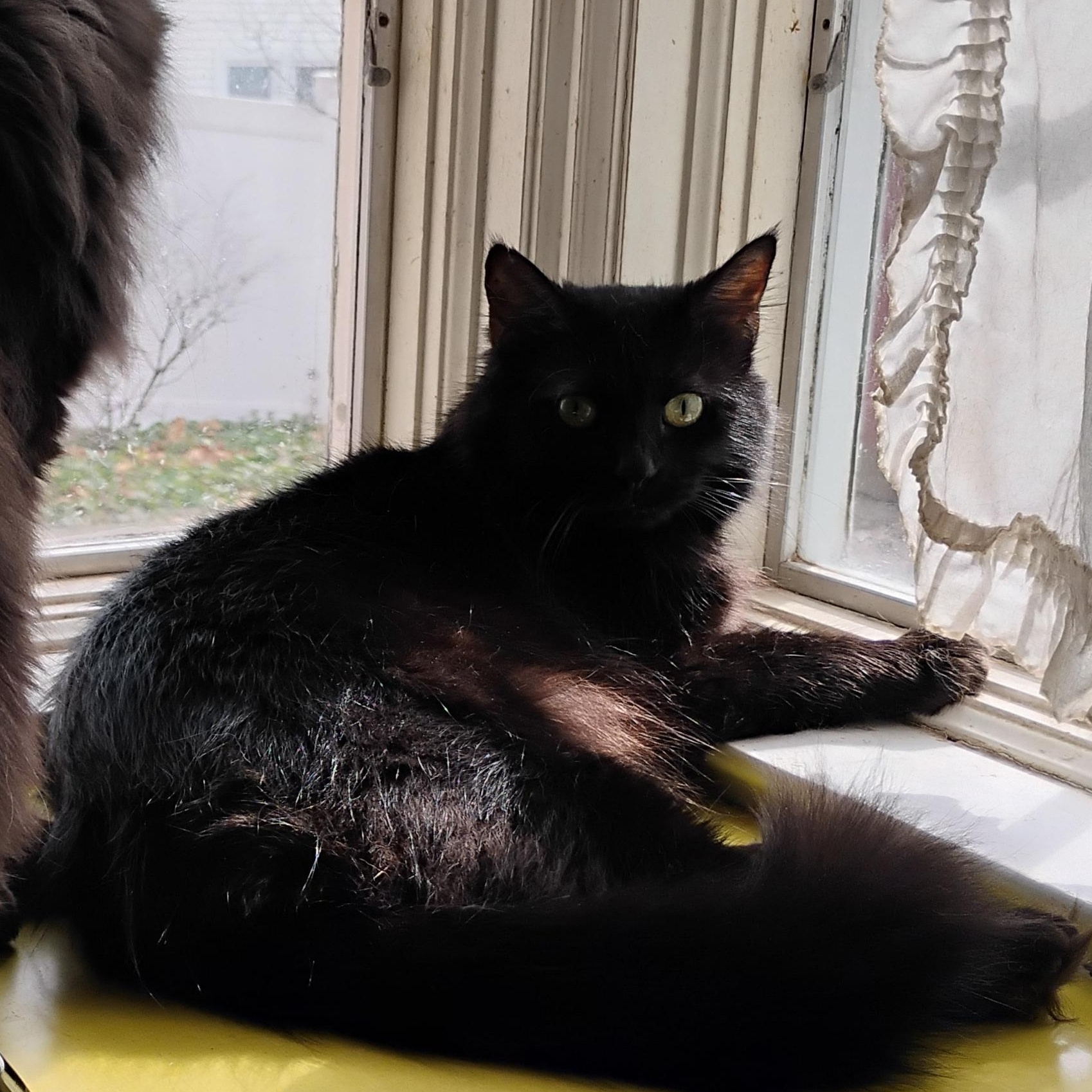 Azalea, ADOPTABLE, Young Female Domestic Long Hair.