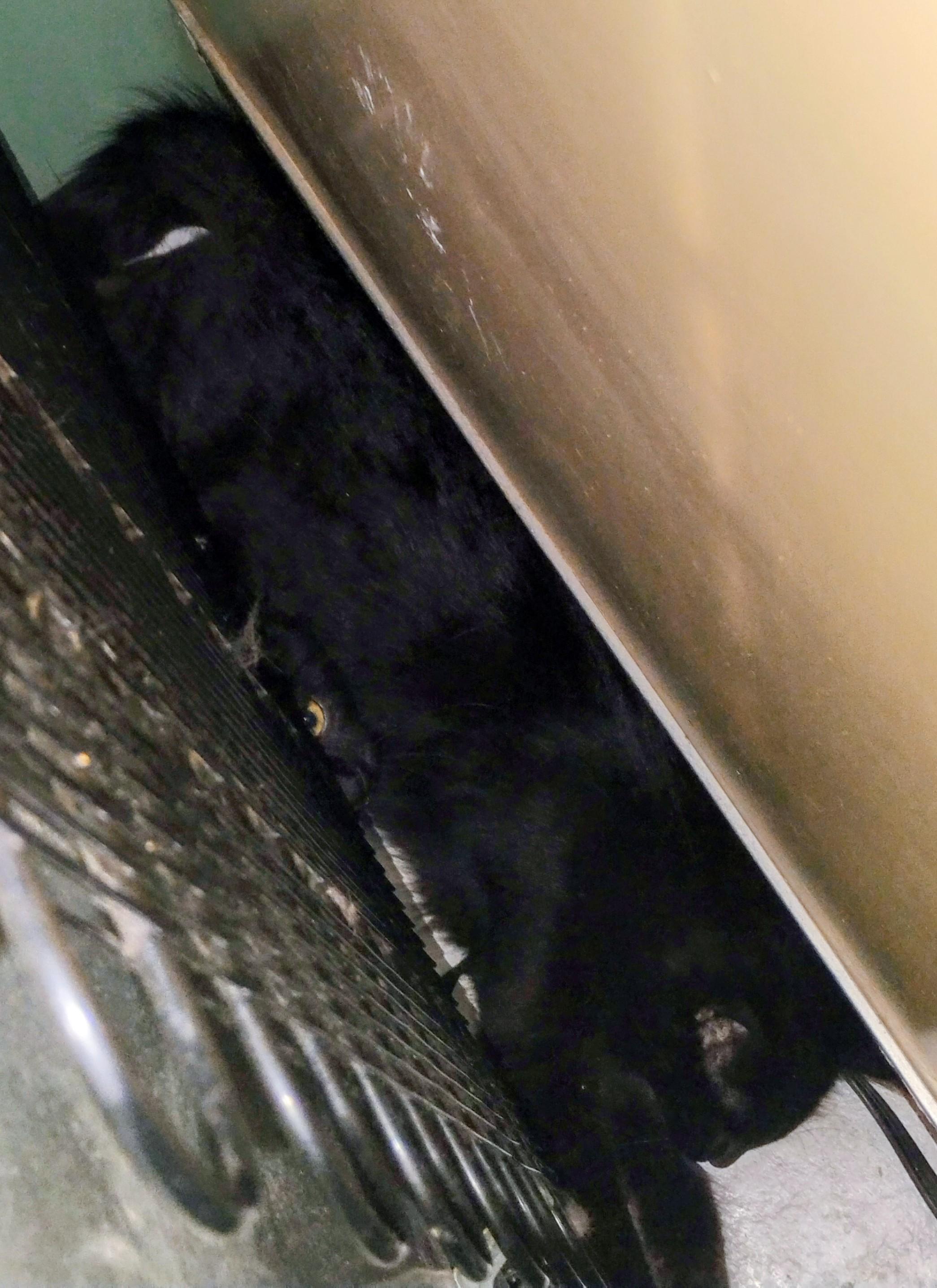 Enlarge Azalea, a ADOPTABLE mixed breed in Rochester, NY image 3/3