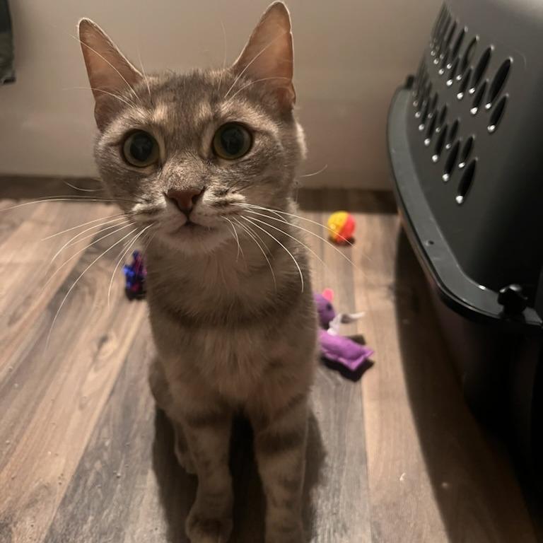 Moth, Adoptable, Young Female Domestic Short Hair.