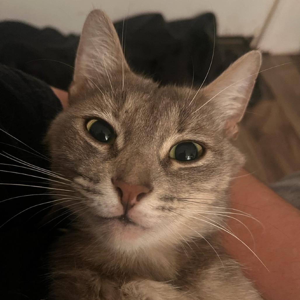 Enlarge Moth, a Adoptable Domestic Short Hair in Othello, WA image 2/4