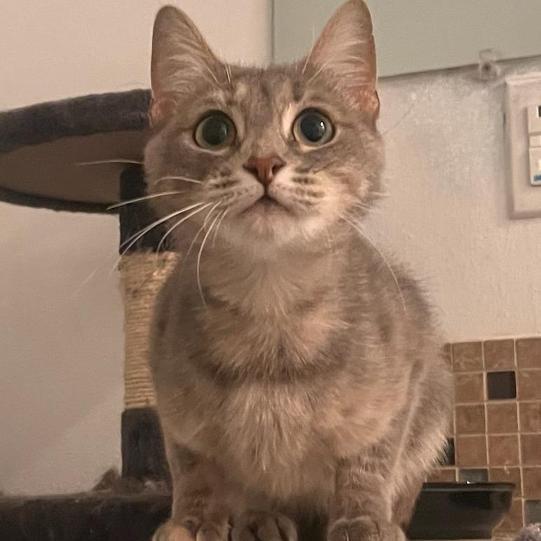 Enlarge Moth, a Adoptable Domestic Short Hair in Othello, WA image 3/4