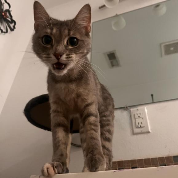 Enlarge Moth, a Adoptable Domestic Short Hair in Othello, WA image 4/4