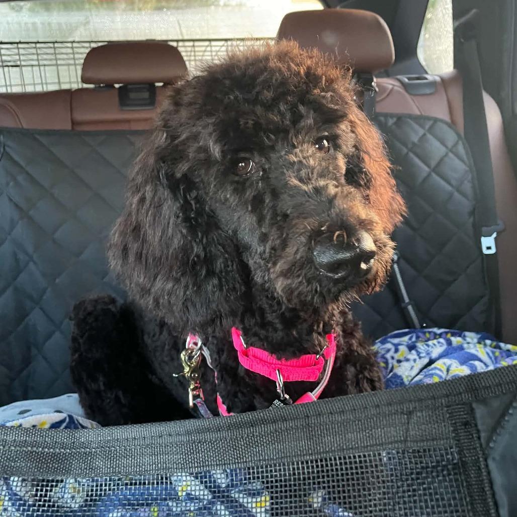 Haley, Adoptable, Young Female Standard Poodle & Golden Retriever.