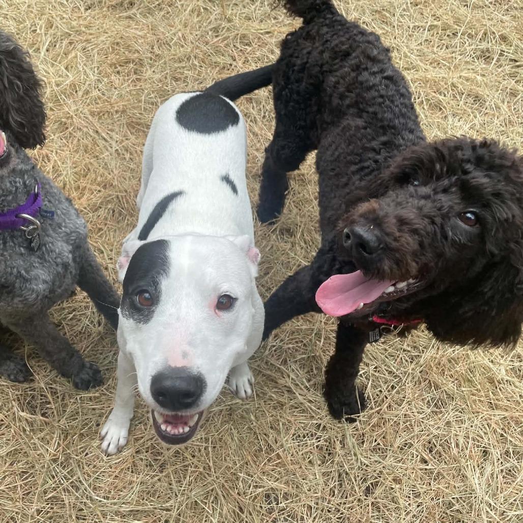 Enlarge Haley, a Adoptable mixed breed in Sarasota, FL image 2/6