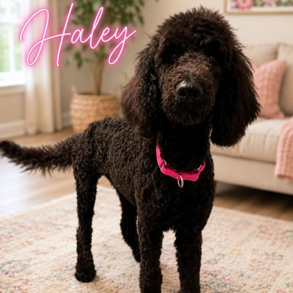 Enlarge Haley, a Adoptable mixed breed in Sarasota, FL image 3/6
