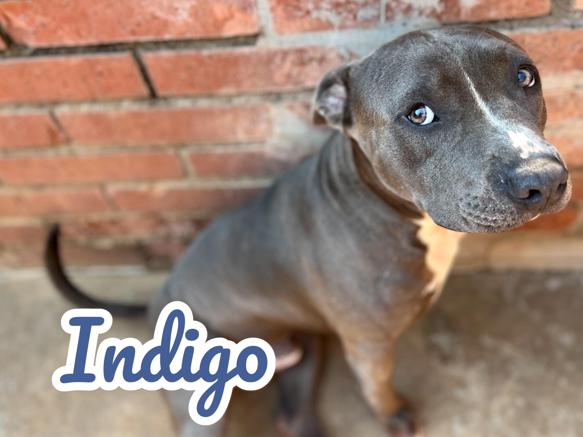 Enlarge Indigo, a Adoptable Pit Bull Terrier in Shawnee, OK image 1/1