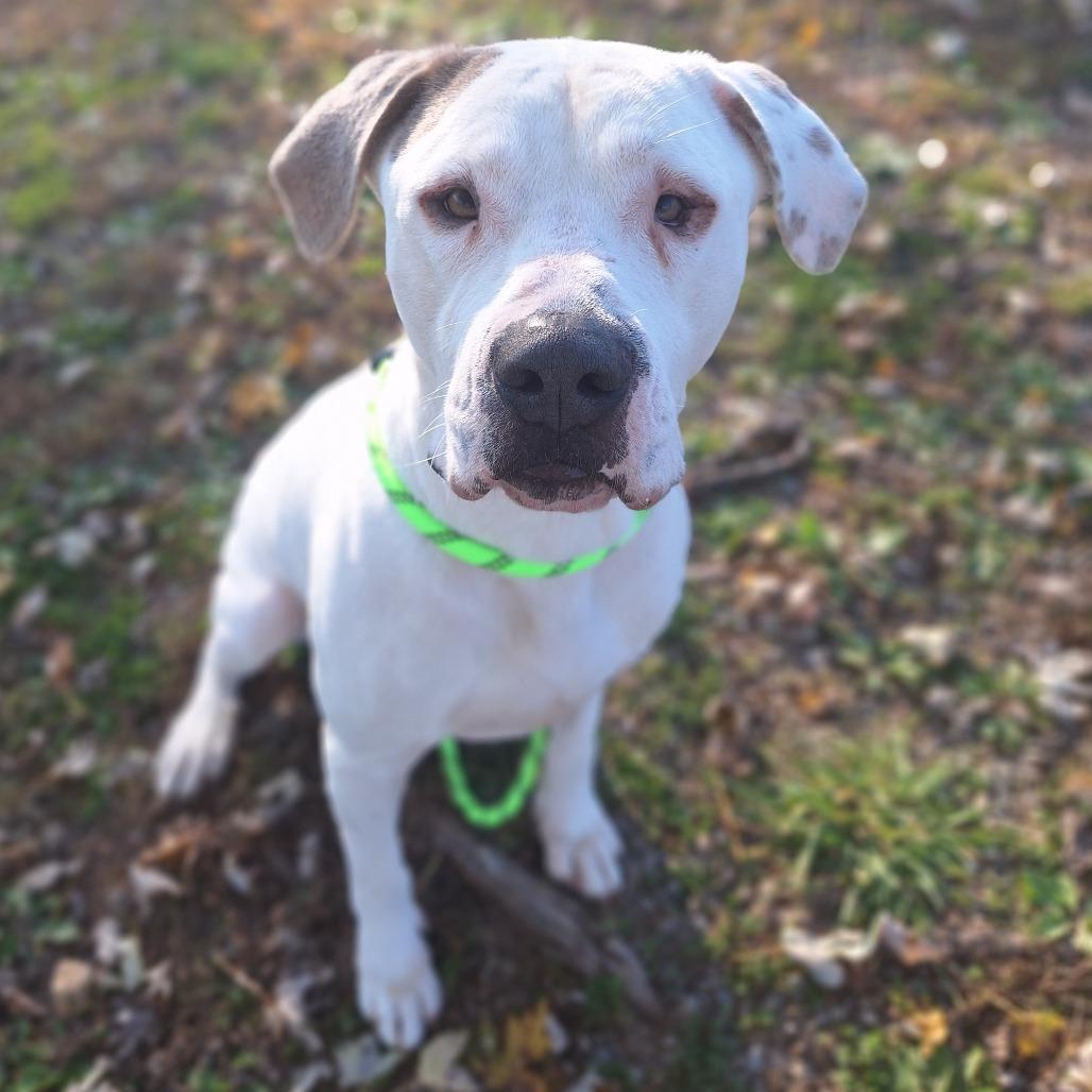 Pegasus, adopted, Adult Male Mixed Breed.