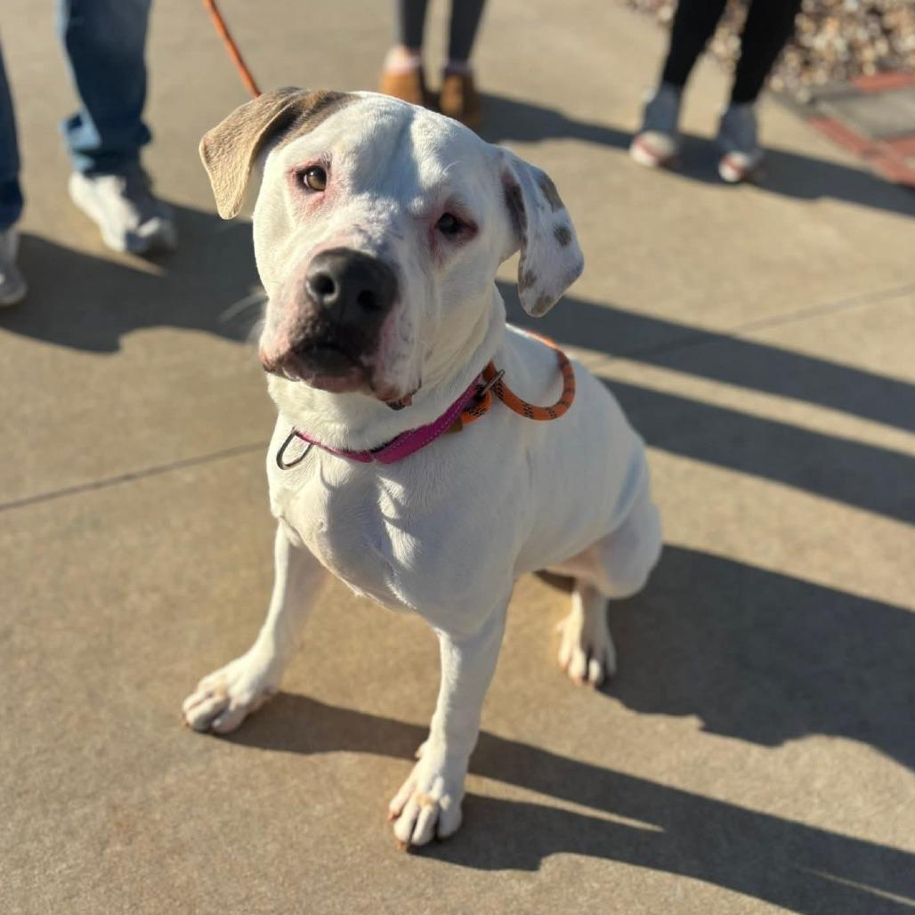 Pegasus, an adopted Mixed Breed in Cape Girardeau, MO image 2/3