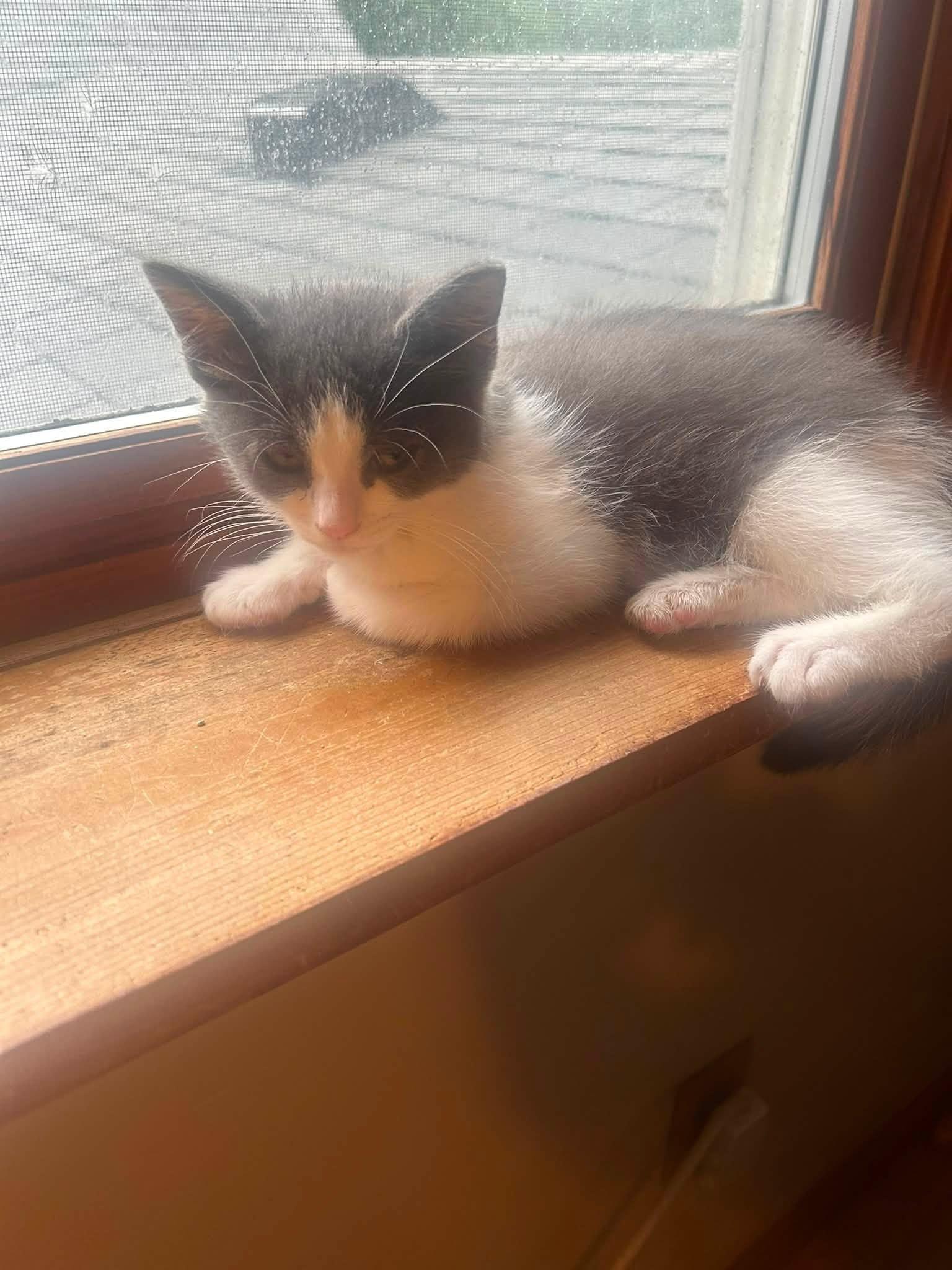 Duke - Kitten, Adoptable, Kitten Male Domestic Short Hair.