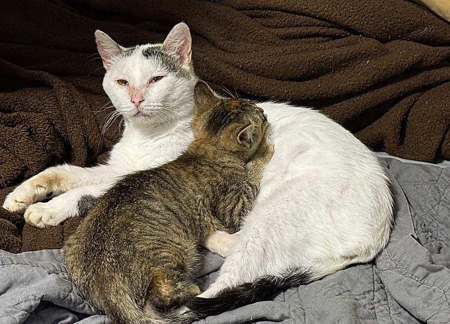 Enlarge Snowball, a Adoptable Domestic Short Hair in Sioux Falls, SD image 4/4