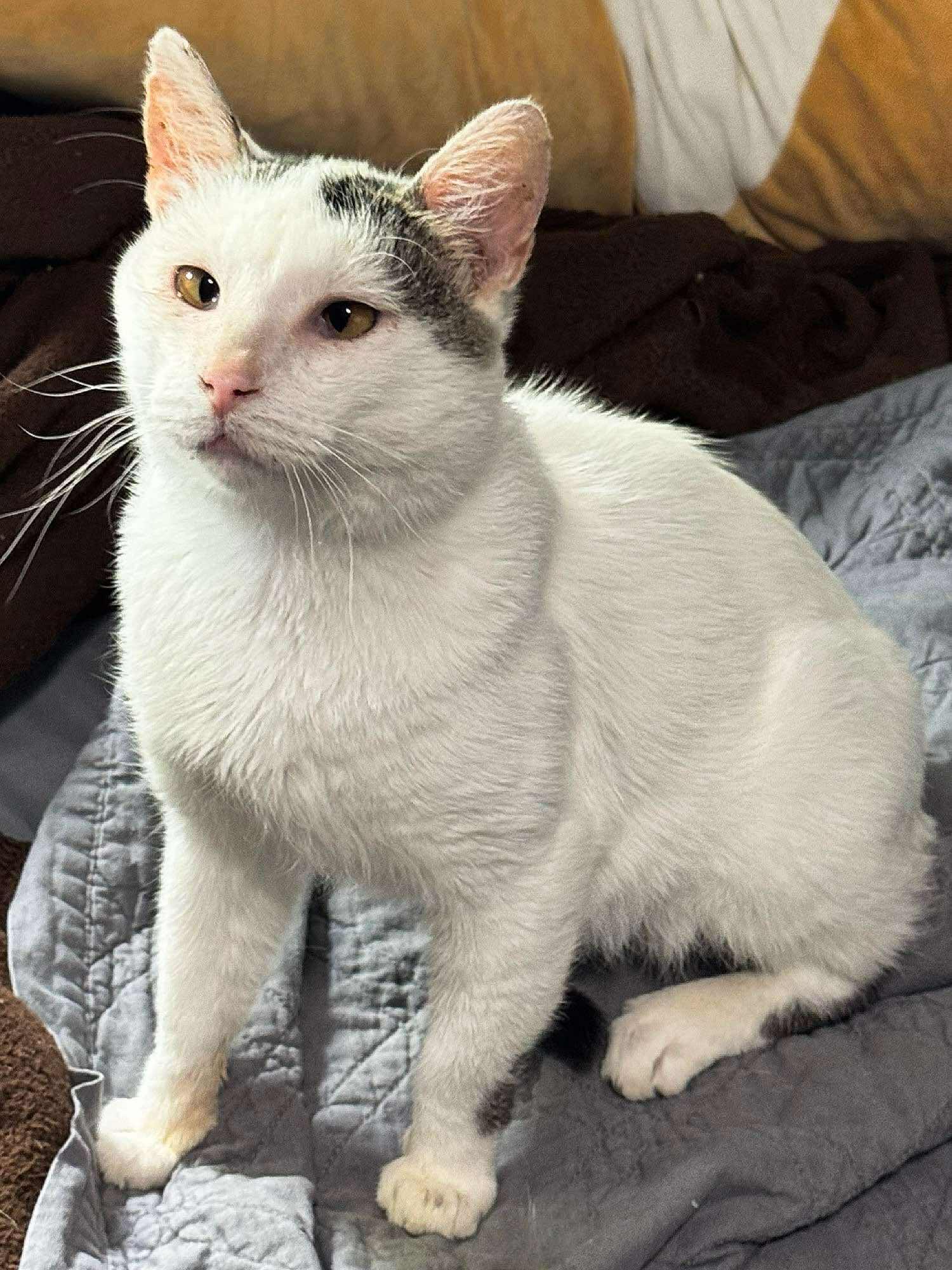 Enlarge Snowball, a Adoptable Domestic Short Hair in Sioux Falls, SD image 1/4