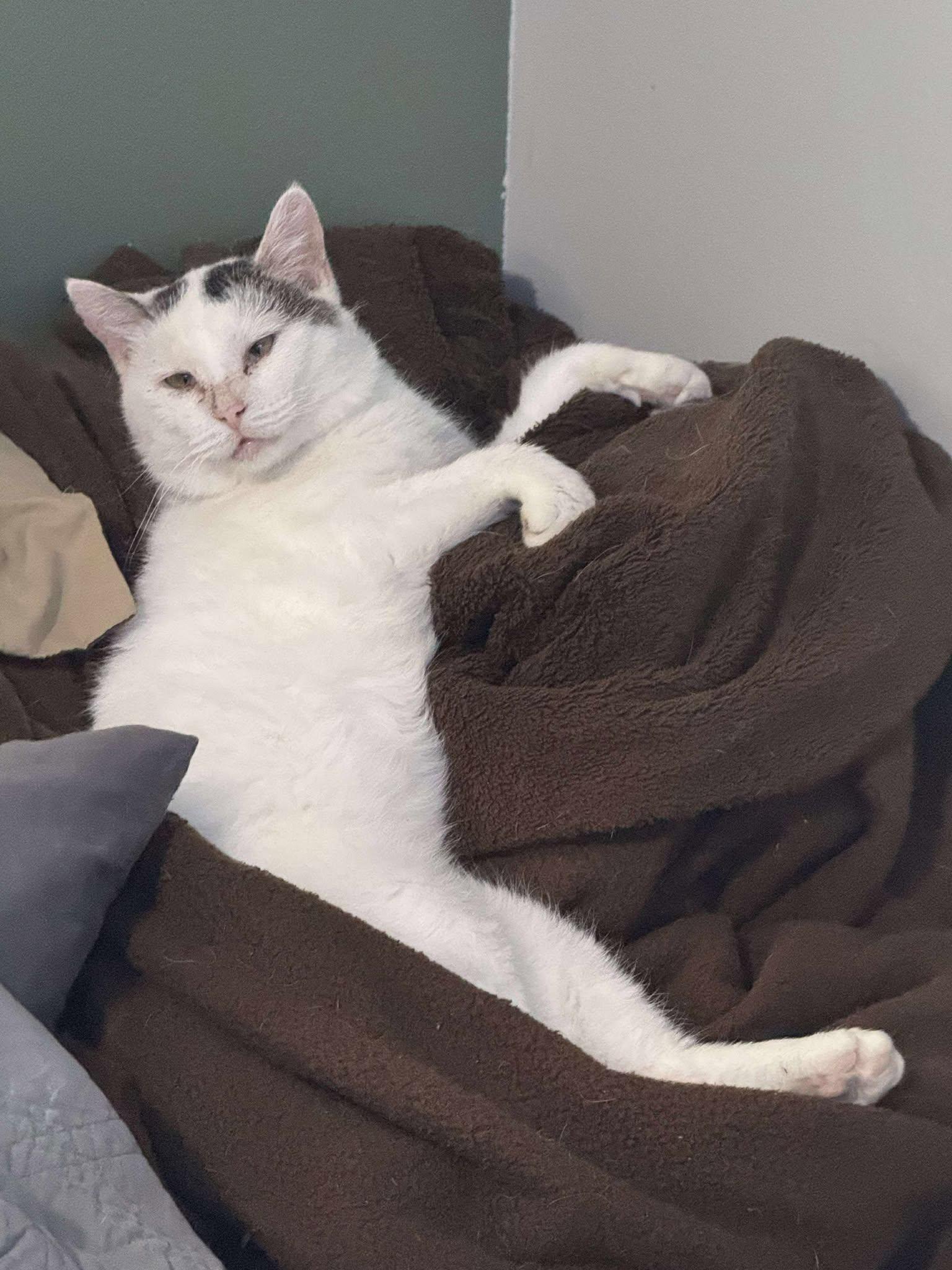 Enlarge Snowball, a Adoptable Domestic Short Hair in Sioux Falls, SD image 2/4