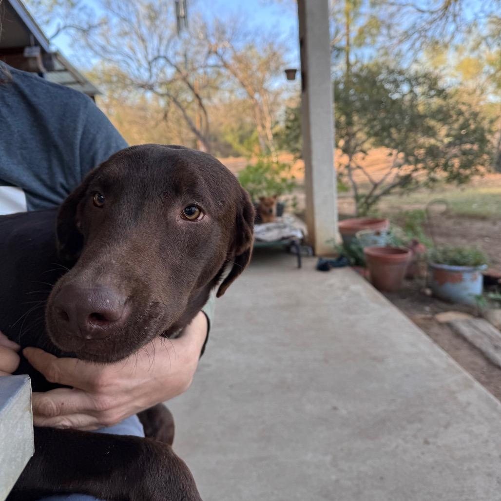 Enlarge Calvin, a Adoptable mixed breed in San Antonio, TX image 1/6