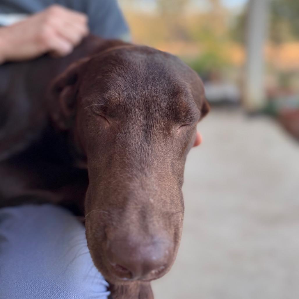 Enlarge Calvin, a Adoptable mixed breed in San Antonio, TX image 2/6