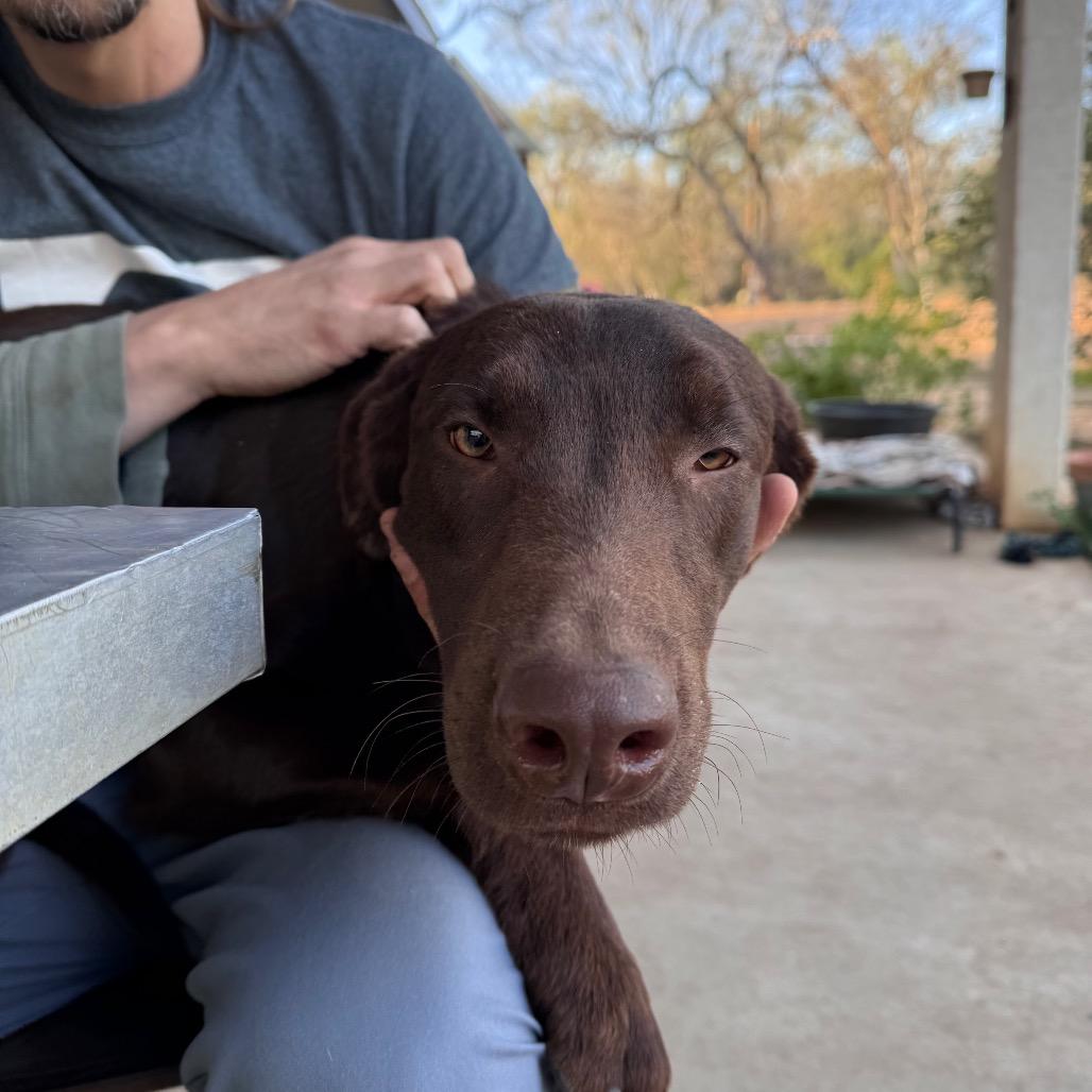 Enlarge Calvin, a Adoptable mixed breed in San Antonio, TX image 3/6